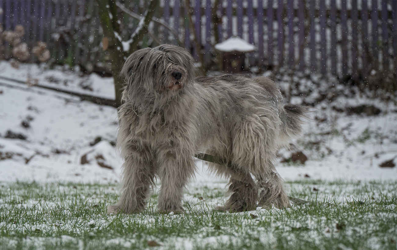Порода, яку намагалась знищити радянська влада та нацисти: трагічна історія української вівчарки